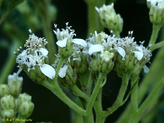 {Verbesina virginica}